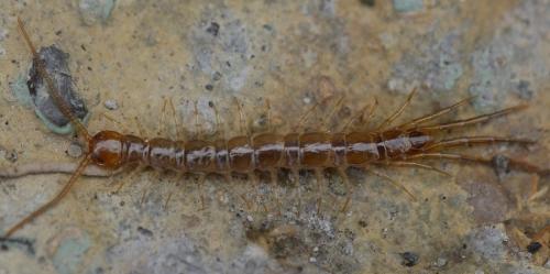 Lithobius sp.